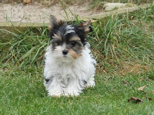 Τα κουτάβια τεριέ Biewer yorkshire